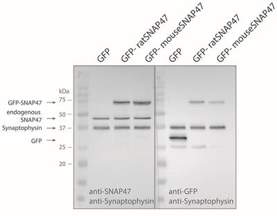 Distinct Localization of SNAP47 Protein in GABAergic and Glutamatergic Neurons in the Mouse and the Rat Hippocampus